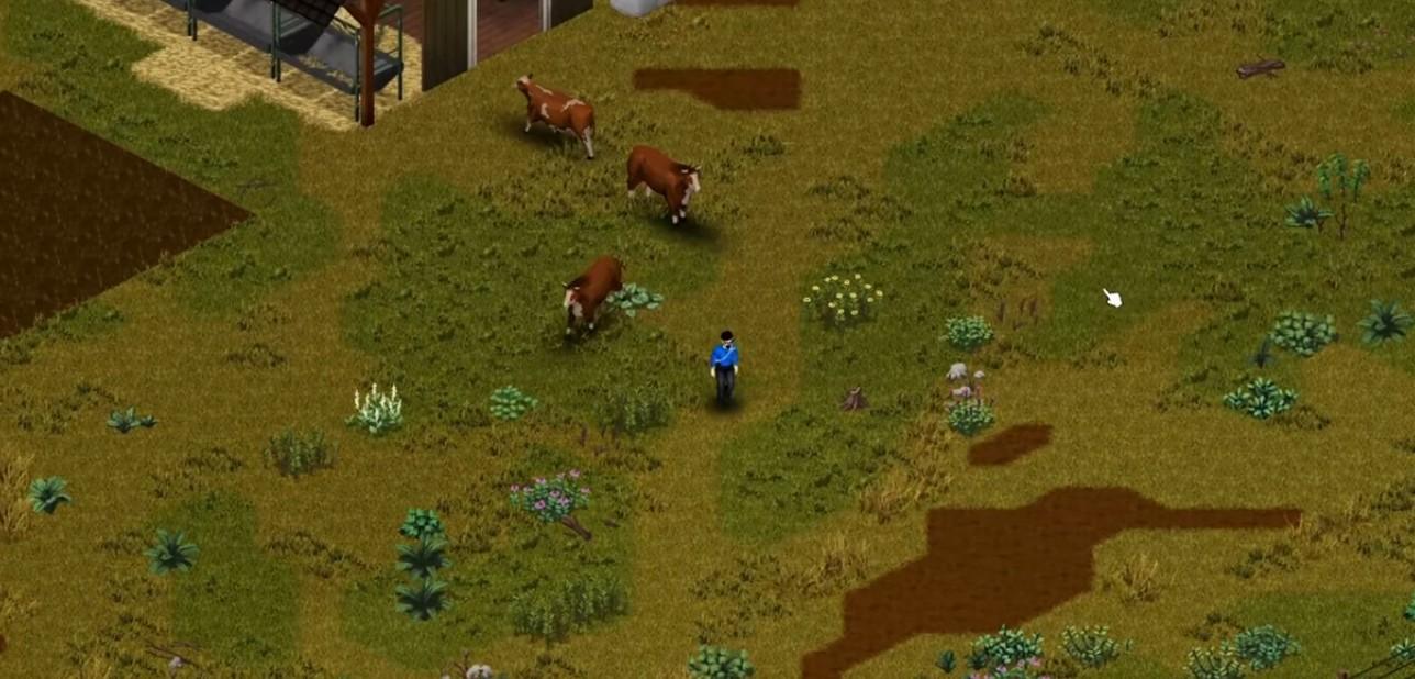 Cows